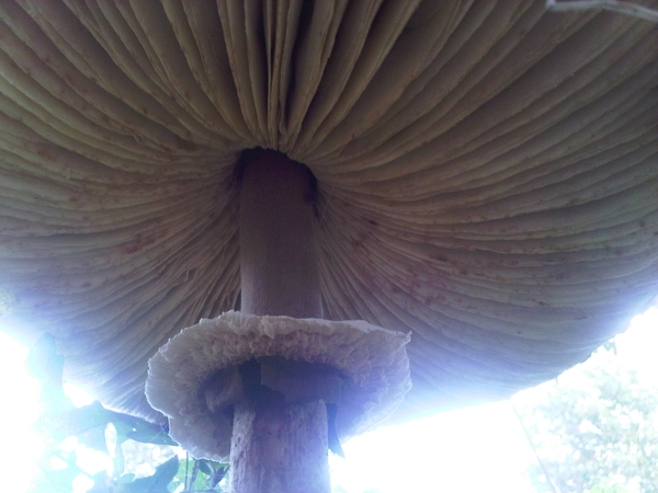 IMG01780-20131022-1522