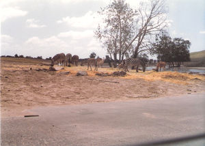 San Diego lions country