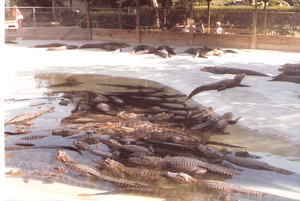 Krokodillen farm