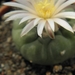 lophophora   virdescensis   ( east of cerritos san bartolo )