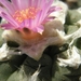 lophophora  jourdaniana