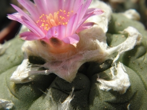 lophophora  jourdaniana