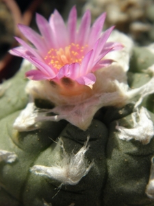 lophophora  jourdaniana                                         2