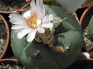 lophophora  williamsii   ( entronque el huizaci )