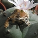 lophophora  williamsii   ( entronque el huizaci )                