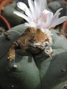 lophophora  williamsii   ( entronque el huizaci )                