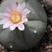 lophophora  williamsii   ( la papa nuevo leon )