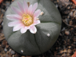 lophophora  williamsii   ( la papa nuevo leon )