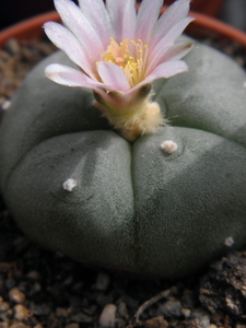 lophophora  williamsii   ( la papa nuevo leon )                  