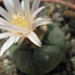 lophophora  williamsii   ( mazapil )