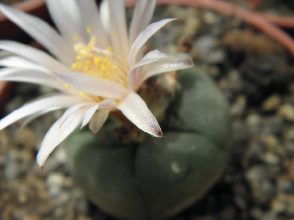 lophophora  williamsii   ( mazapil )