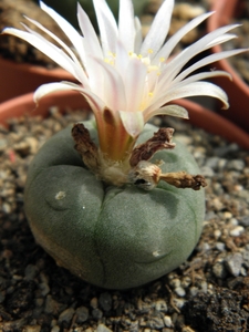 lophophora  williamsii   ( mazapil )                             