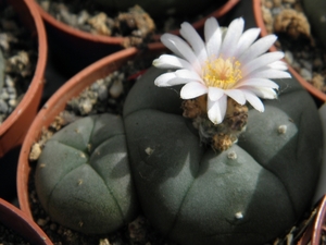 lophophora  williamsii   ( menchaco co )