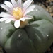 lophophora  williamsii   ( puerto sigaja  zac )