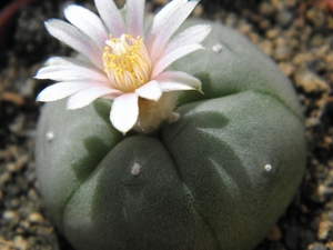 lophophora  williamsii   ( puerto sigaja  zac )