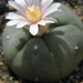 lophophora  williamsii   ( puerto sigaja  zac )                  