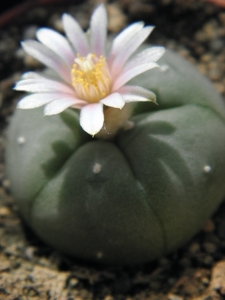 lophophora  williamsii   ( puerto sigaja  zac )                  