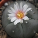 lophophora  williamsii   ( san pablo  nueva  leon )