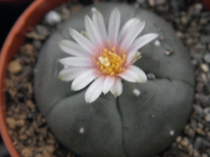 lophophora  williamsii   ( san pablo  nueva  leon )