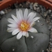 lophophora  williamsii   ( san pablo  nueva  leon )              