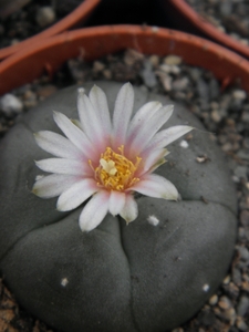 lophophora  williamsii   ( san pablo  nueva  leon )              