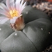 lophophora  williamsii   ( san roberto  neuvo )