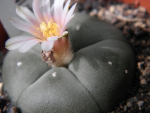 lophophora  williamsii   ( san roberto  neuvo )