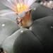 lophophora  williamsii   ( san roberto  neuvo )                  