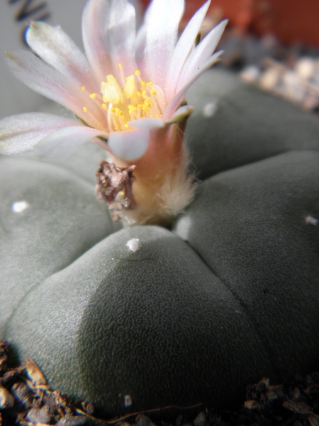 lophophora  williamsii   ( san roberto  neuvo )                  