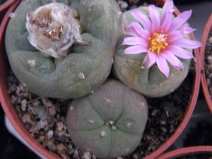 lophophora  williamsii  .v. desipiens