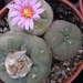 lophophora  williamsii  .v. desipiens                            