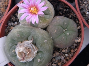 lophophora  williamsii  .v. desipiens                            