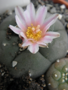 lophophora  williamsii  .v. rinconada