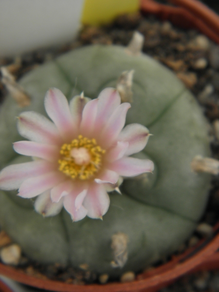 lophophora  williamsii  .v. rinconada                            