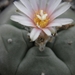 lophophora  williamsii  .v.texensis