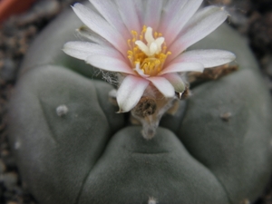 lophophora  williamsii  .v.texensis