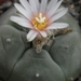 lophophora  williamsii  .v.texensis                           2