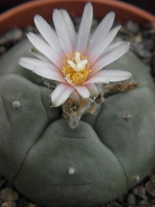 lophophora  williamsii  .v.texensis                           2