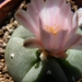 lophophora  williamsii  js 285.                        2