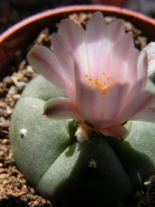 lophophora  williamsii  js 285.                        2