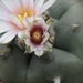 lophophora  williamsii  kkr 305   ( vallencio nl )