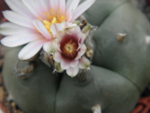 lophophora  williamsii  kkr 305   ( vallencio nl )