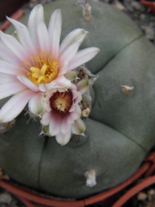 lophophora  williamsii  kkr 305   ( vallencio nl )               