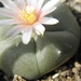 lophophora  williansii    ( puerto sigaja zac )