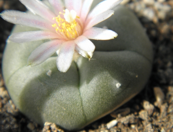 lophophora  williansii    ( puerto sigaja zac )