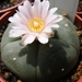 lophophora . williamsii