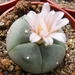 lophophora. fricii