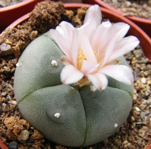 lophophora. fricii