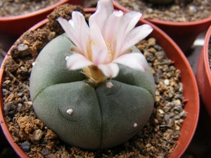 lophophora. fricii.                                        2