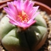 lophophora. jourdaniana              3